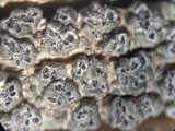Pertusaria saximontana image