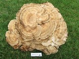 Meripilus sumstinei image