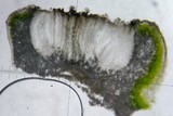 Pertusaria saximontana image