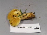 Tapinella atrotomentosa image