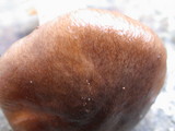 Hygrophorus boyeri image