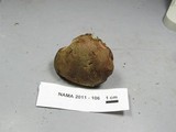 Boletellus intermedius image