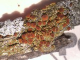 Caloplaca arizonica image
