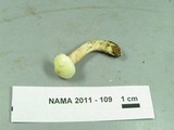 Suillus placidus image
