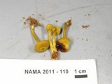 Callistosporium luteo-olivaceum image