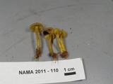 Callistosporium luteo-olivaceum image