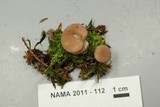 Lycoperdon subincarnatum image