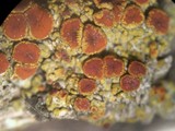 Caloplaca arizonica image