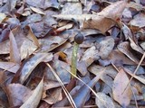 Elaphocordyceps longisegmentis image