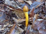 Elaphocordyceps longisegmentis image