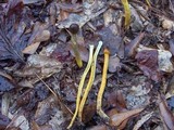 Elaphocordyceps longisegmentis image