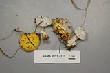 Hypomyces microspermus image