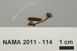 Tatraea macrospora image