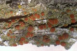 Caloplaca arizonica image