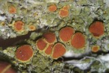 Caloplaca arizonica image