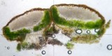 Caloplaca arizonica image