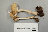 Helvella elastica image