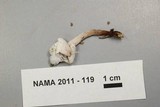 Hypomyces cervinigenus image