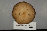 Xerula furfuracea image