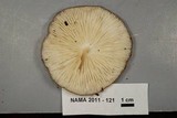 Xerula furfuracea image