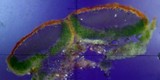 Caloplaca arizonica image