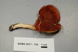 Phylloporus leucomycelinus image