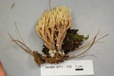 Ramaria stricta image