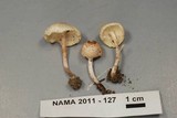 Lepiota cristata image