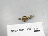 Simocybe serrulata image