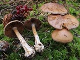 Cortinarius infractus image