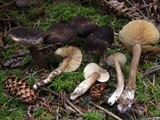 Lactarius fallax image
