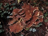 Bondarzewia occidentalis image