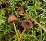 Mycena sanguinolenta image