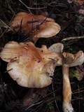Tricholoma muricatum image