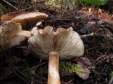 Tricholoma muricatum image