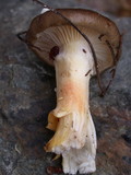 Hygrophorus boyeri image