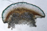 Lecidella euphorea image