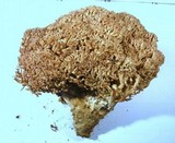 Ramaria rubripermanens image