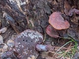 Ganoderma curtisii image