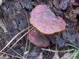 Ganoderma curtisii image