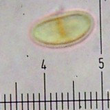 Lecidella euphorea image