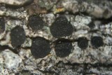 Buellia chloroleuca image