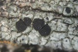 Buellia chloroleuca image