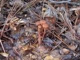 Gymnopus acervatus image