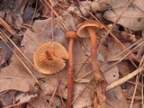 Gymnopus acervatus image