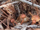 Gymnopus acervatus image