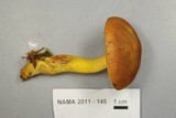 Boletus roxanae image