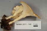 Clitocybe gibba image