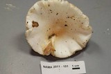 Amanita amerivirosa image