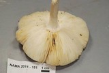 Amanita amerivirosa image
